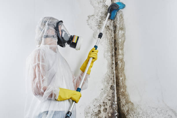 Best Residential Mold Remediation in Silverton, OR